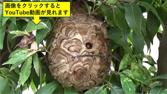 生垣のコガタスズメバチの巣