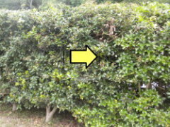 スズメバチの巣は生垣に