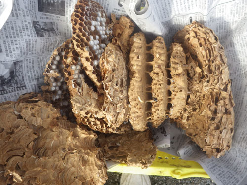 伊達市で駆除したスズメバチの巣