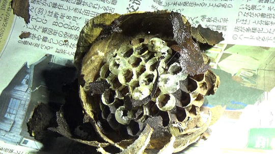 郡山市で軒下にあった撤去したコガタスズメバチの巣を解体