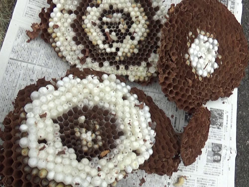 撤去したオオスズメバチの巣（郡山市）