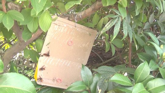 巣跡に戻るスズメバチ対策（本宮市）