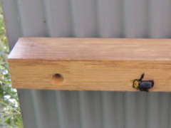 クマバチの特徴