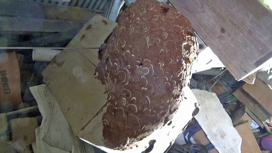 段ボール箱に作ったキイロスズメバチの巣