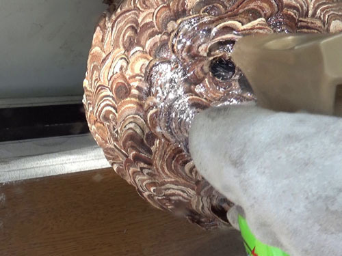 スズメバチの巣の巣穴から殺虫剤を注入（三春町）