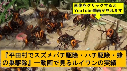 平田村でのハチ駆除の実績動画