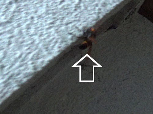 スズメバチが戸袋の底の隙間から巣に戻る（白河市）