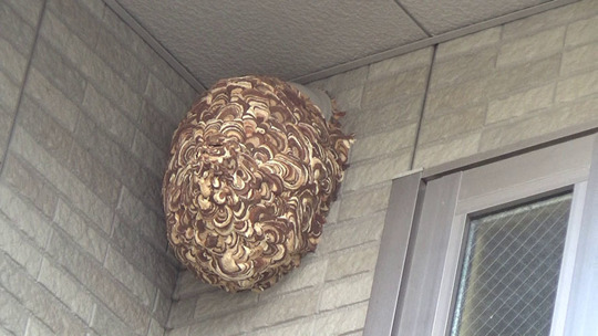 福島市でスズメバチ駆除