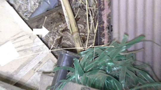 田村市でスズメバチ駆除