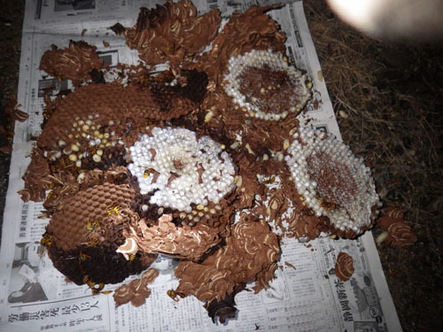 駆除したスズメバチの巣（郡山市）