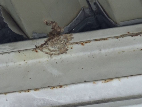 スズメバチの巣を撤去後の巣跡（小野町）