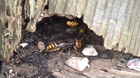 スズメバチが外壁の隙間から出入り