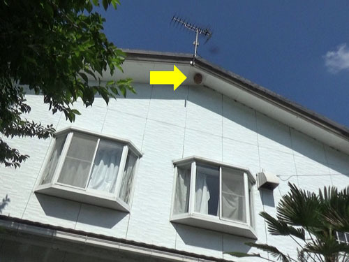 三春町で高所のスズメバチの巣駆除の現場