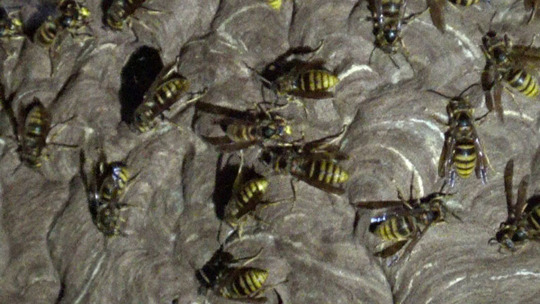 軒下のキイロスズメバチの巣（石川町）