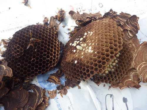 駆除したキイロスズメバチの引っ越し巣（玉川村）