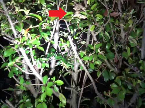 スズメバチ駆除の現場（須賀川市）