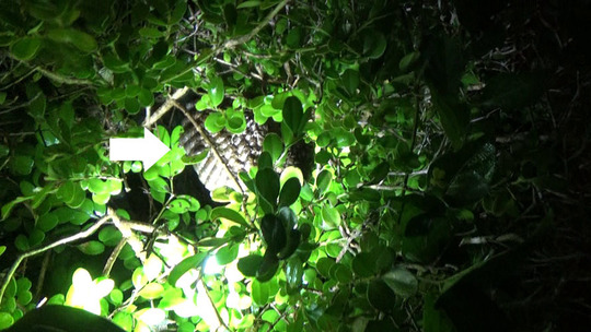 ハチ駆除-郡山市で枝葉に隠れたアシナガバチ駆除