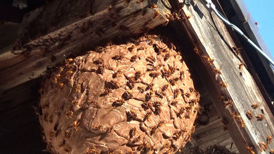 オオスズメバチ vs キイロスズメバチ