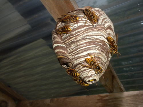 ハチ・スズメバチ対策に役立つ情報｜ハチ駆除のルイワン