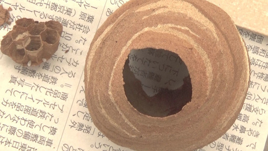 撤去したコガタスズメバチの巣