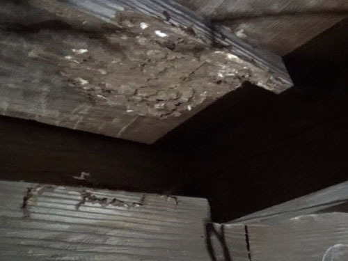 スズメバチの巣撤去後の巣跡（郡山市）