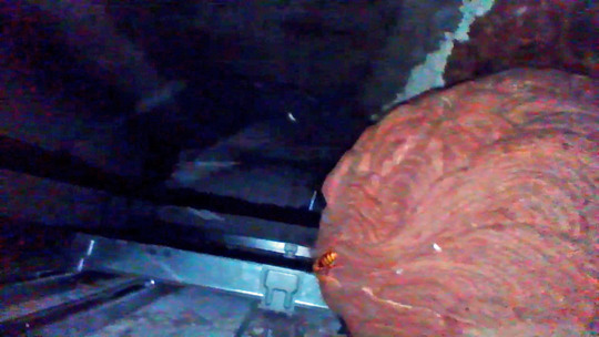 ベランダの軒裏天井に作ったキイロスズメバチの巣