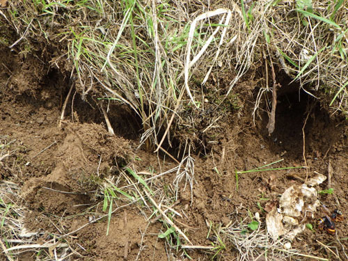 スズメバチの巣まで掘った距離（福島市）