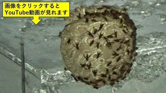 白河市の小学校で駆除した軒下のキイロスズメバチの巣