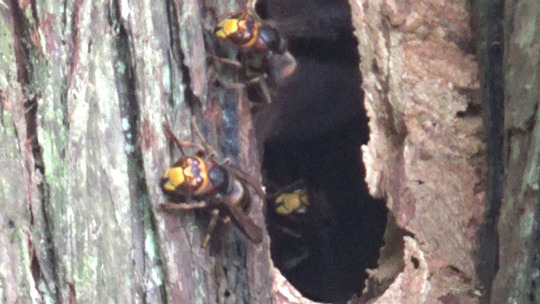 田村市でスズメバチ駆除の現場
