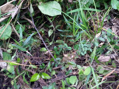 スズメバチの巣がある土手の草やぶ（田村市）