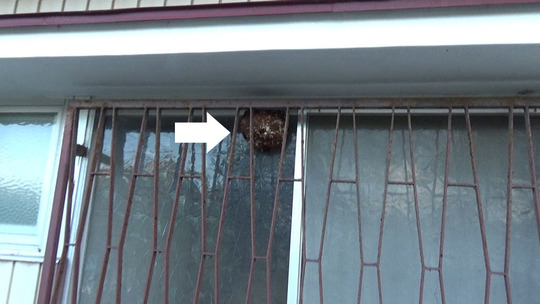 本宮市でスズメバチ駆除の現場