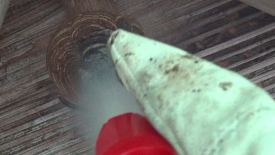 スズメバチ駆除-三春町役場から駆除要請された蜂の巣駆除