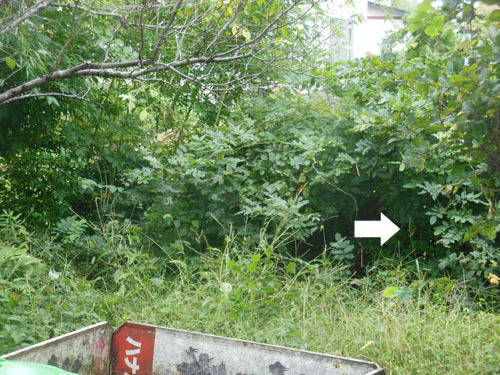 湯川村でスズメバチ駆除の現場