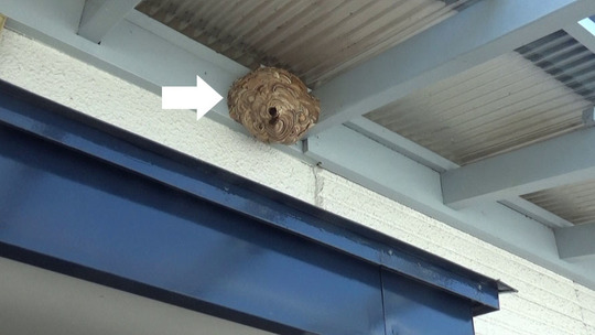 会津若松市でコガタスズメバチ駆の現場場