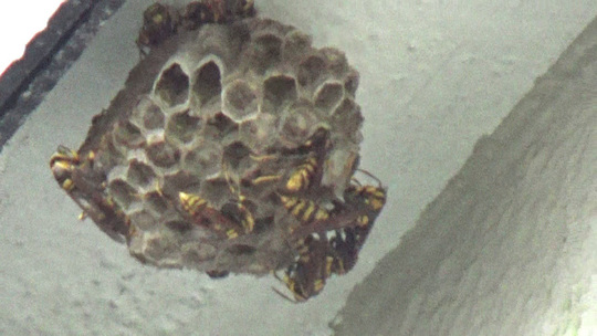 軒下に作ったキアシナガバチの巣