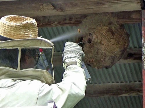 スズメバチ駆除中のルイワン代表の大類