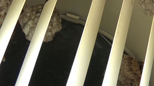 換気口にネット無しの場合の蜂の巣の作り方（石川町）