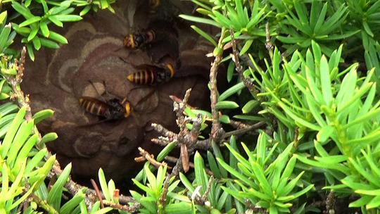 庭木の中に作ったコガタスズメバチの巣