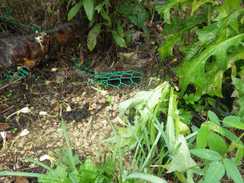 オオスズメバチの巣への出入口②