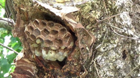 樹洞のモンスズメバチの巣の本体