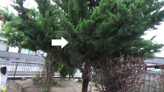 郡山市でスズメバチ駆除の概略