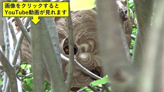 生垣に作ったキイロスズメバチの巣