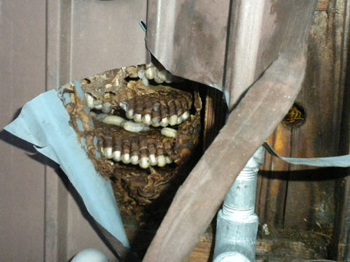 スズメバチの巣は壁間に