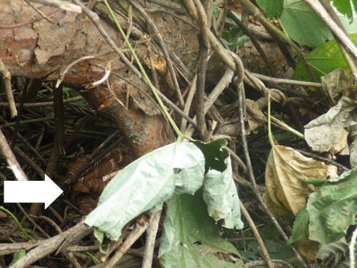 スズメバチの巣の本体（郡山市）