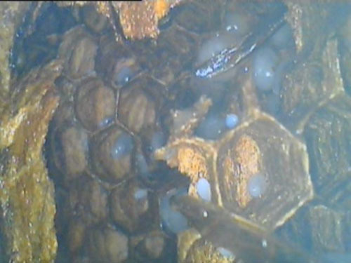 ファイバースコープで殺虫剤処理の状況を観察（猪苗代町）