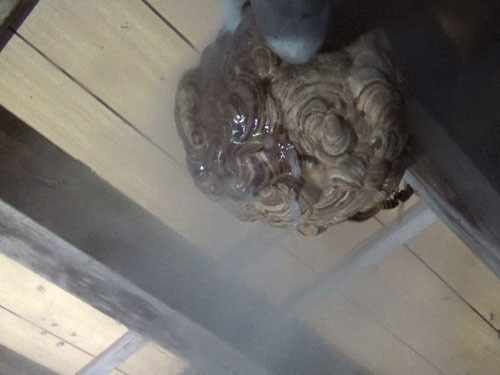 キイロスズメバチの巣に殺虫剤噴射（大玉村）