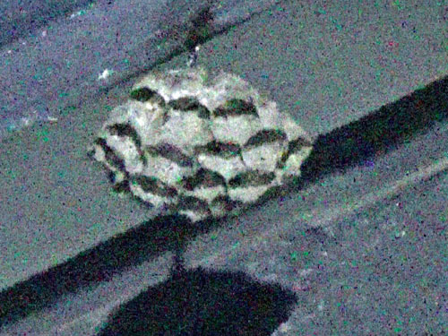 アシナガバチの巣（三春町）