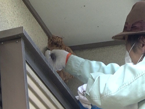 コガタスズメバチの巣の撤去作業（郡山市）