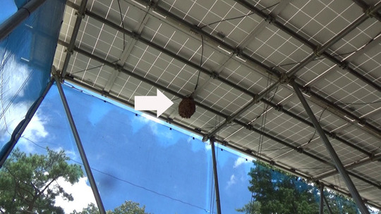 中島村でスズメバチ駆除の現場