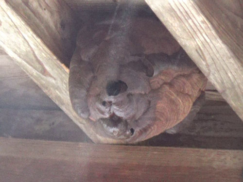 殺虫剤注入したキイロスズメバチの巣（田村市）